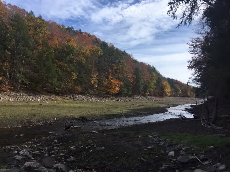 Forest at Mianus River Gorge in New York