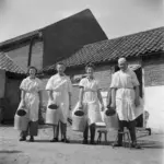 Photograph of dairy cows feeding on green fodder along a concrete trough inside a rural cooperative milk production facility.