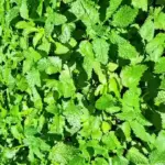 Mint leaves growing in a garden bed.