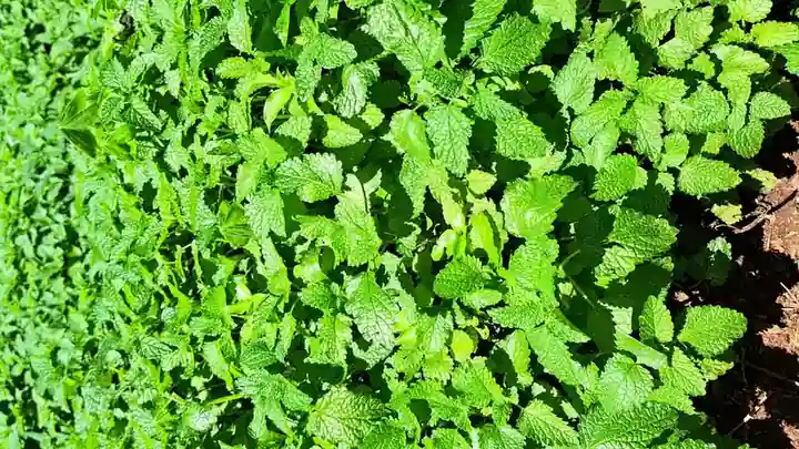 Mint leaves growing in a garden bed.