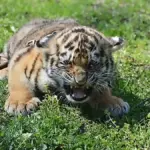 Young tiger cub lying on grass with its mouth open.