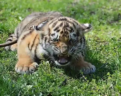 Young tiger cub lying on grass with its mouth open.