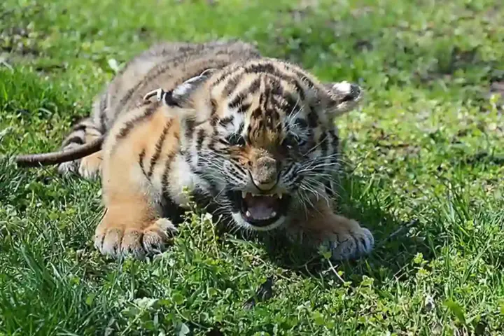 Young tiger cub lying on grass with its mouth open.