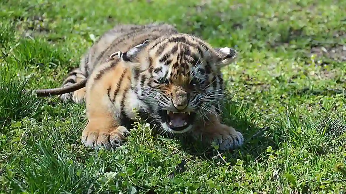 Young tiger cub lying on grass with its mouth open.