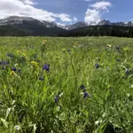 A meadow of native wildflowers