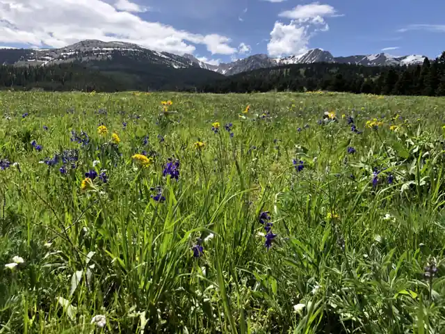 A meadow of native wildflowers