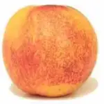 Nectarine used as an illustrative image for a California orchard-dispute report