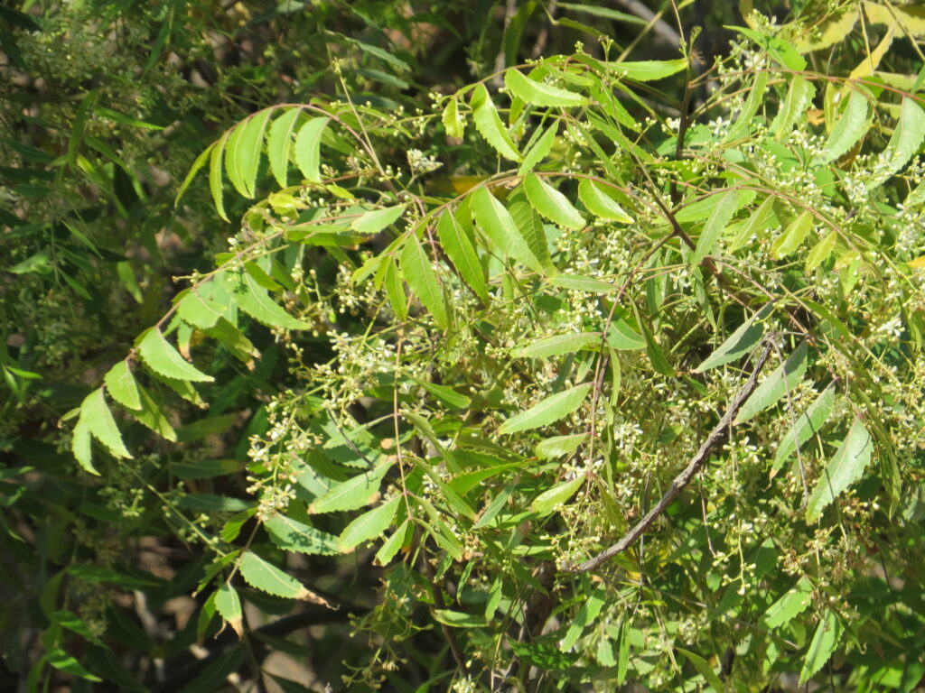 Neem tree foliage in Tenkasi, India