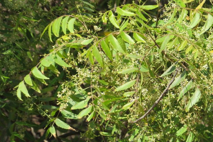 Neem tree foliage in Tenkasi, India