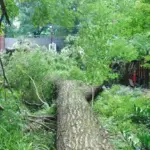 Large tree branches snapped across a neighborhood street and residential utility wires following a severe storm.