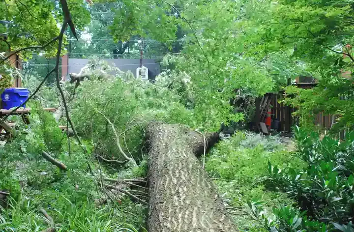 Large tree branches snapped across a neighborhood street and residential utility wires following a severe storm.