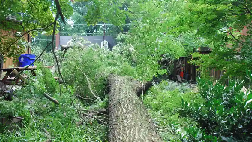 Large tree branches snapped across a neighborhood street and residential utility wires following a severe storm.