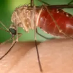 Close-up macro photograph of a Culex quinquefasciatus mosquito perched on human skin.