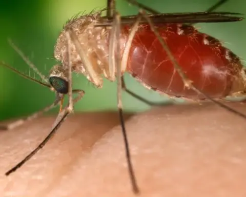 Close-up macro photograph of a Culex quinquefasciatus mosquito perched on human skin.