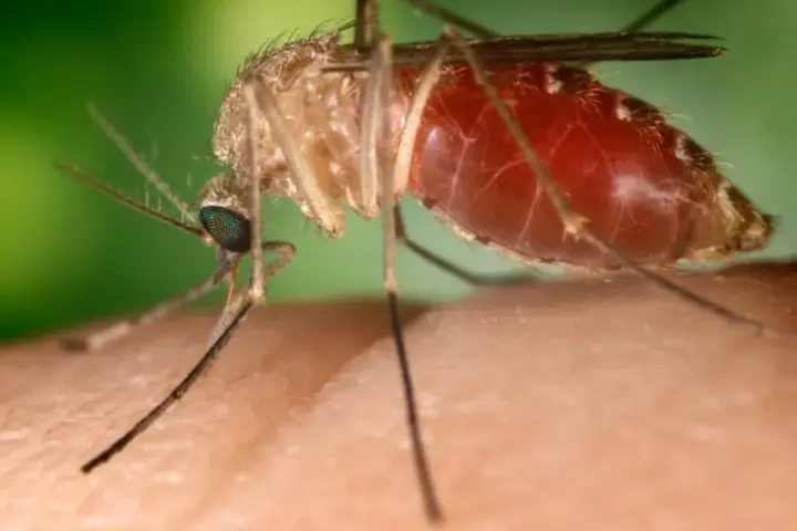 Close-up macro photograph of a Culex quinquefasciatus mosquito perched on human skin.