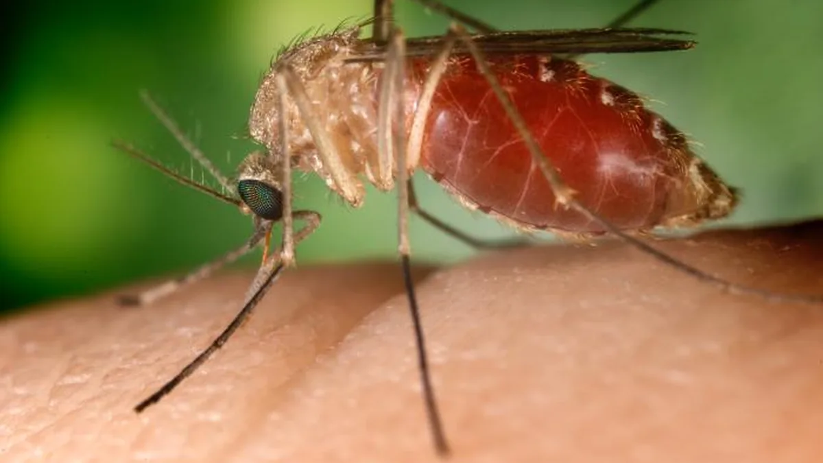 Close-up macro photograph of a Culex quinquefasciatus mosquito perched on human skin.