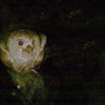 Oilbird (Steatornis caripensis) photographed by Gregory Smith