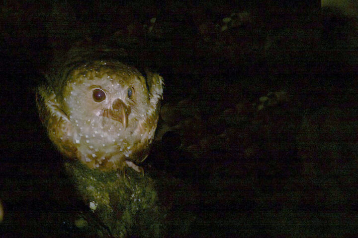 Oilbird (Steatornis caripensis) photographed by Gregory Smith