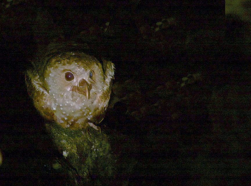 Oilbird (Steatornis caripensis) photographed by Gregory Smith