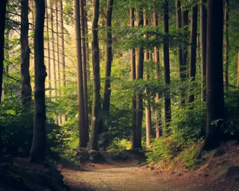 Forest used as an illustrative image for Vancouver Island old-growth coverage