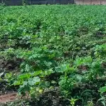 Okra plants growing in a garden.