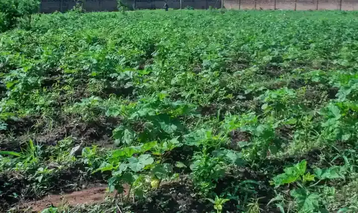 Okra plants growing in a garden.