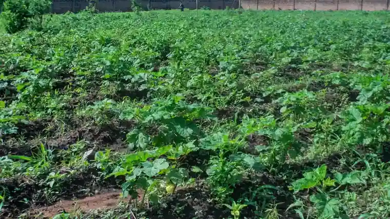Okra plants growing in a garden.