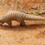 Pangolin brought to a wildlife range office in India