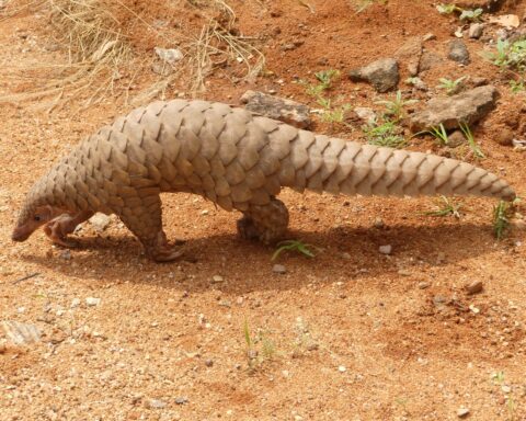 Pangolin brought to a wildlife range office in India