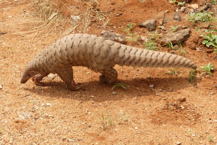 Pangolin brought to a wildlife range office in India