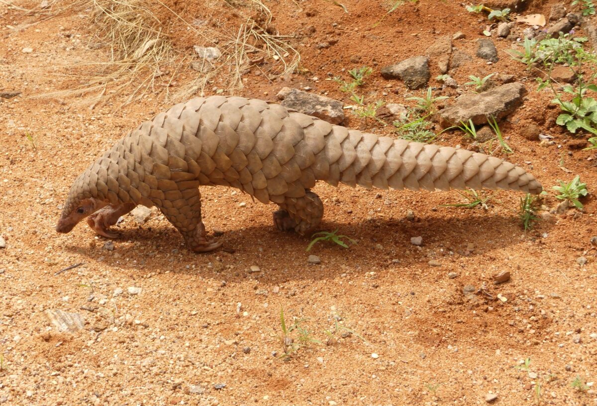 Pangolin brought to a wildlife range office in India