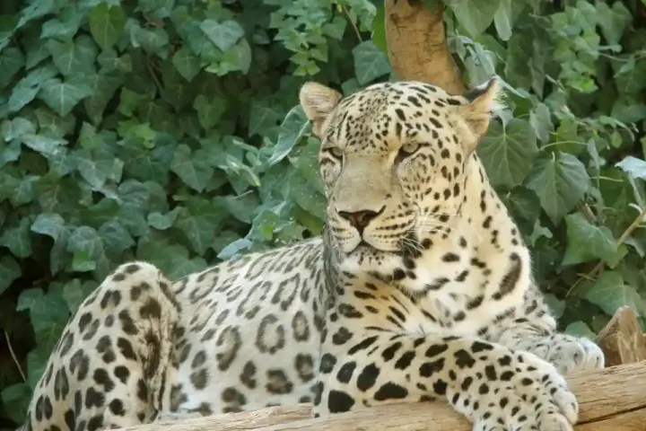 Persian leopard (Panthera pardus saxicolor)