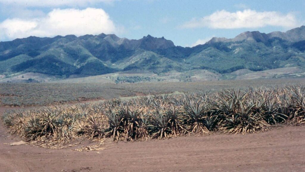 Historic pineapple field in Hawaii with mountains