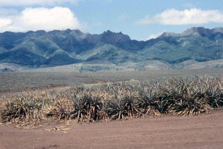 Historic pineapple field in Hawaii with mountains