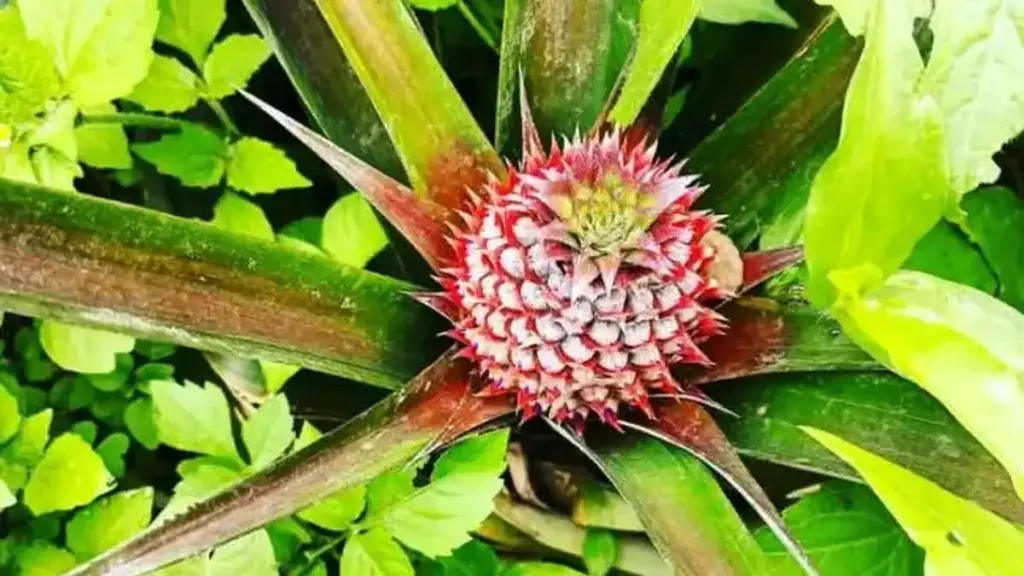 A pineapple plant with a developing fruit growing in soil