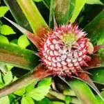 A pineapple plant with a developing fruit growing in soil
