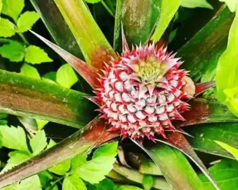 A pineapple plant with a developing fruit growing in soil