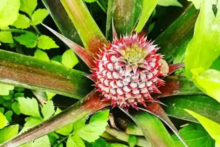 A pineapple plant with a developing fruit growing in soil