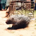 Indian crested porcupine (Hystrix indica) in Western Ghats