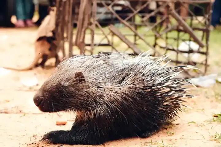 Indian crested porcupine (Hystrix indica) in Western Ghats