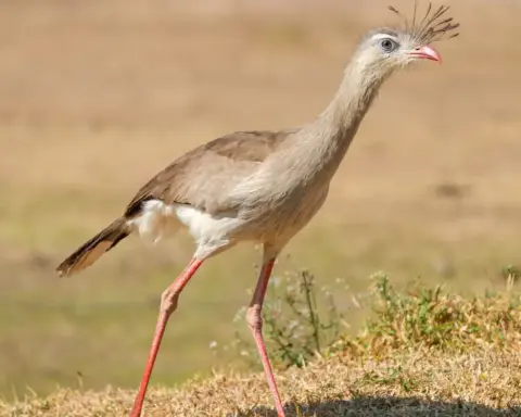 Red-legged seriema standing in grass at Encontro das Águas State Park, Brazil.