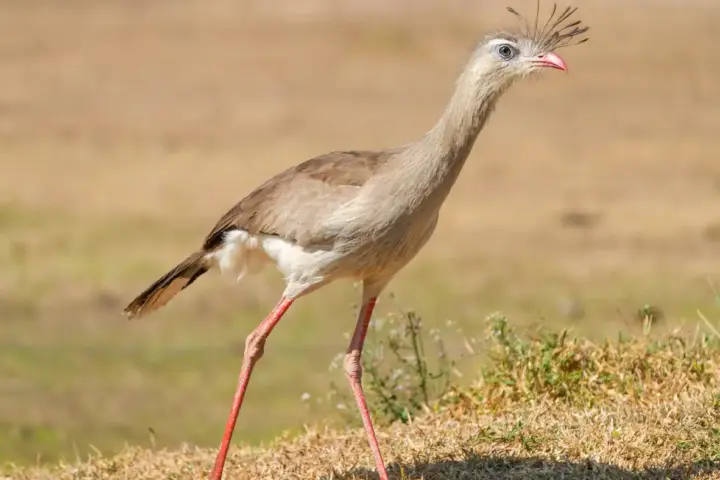 Red-legged seriema standing in grass at Encontro das Águas State Park, Brazil.