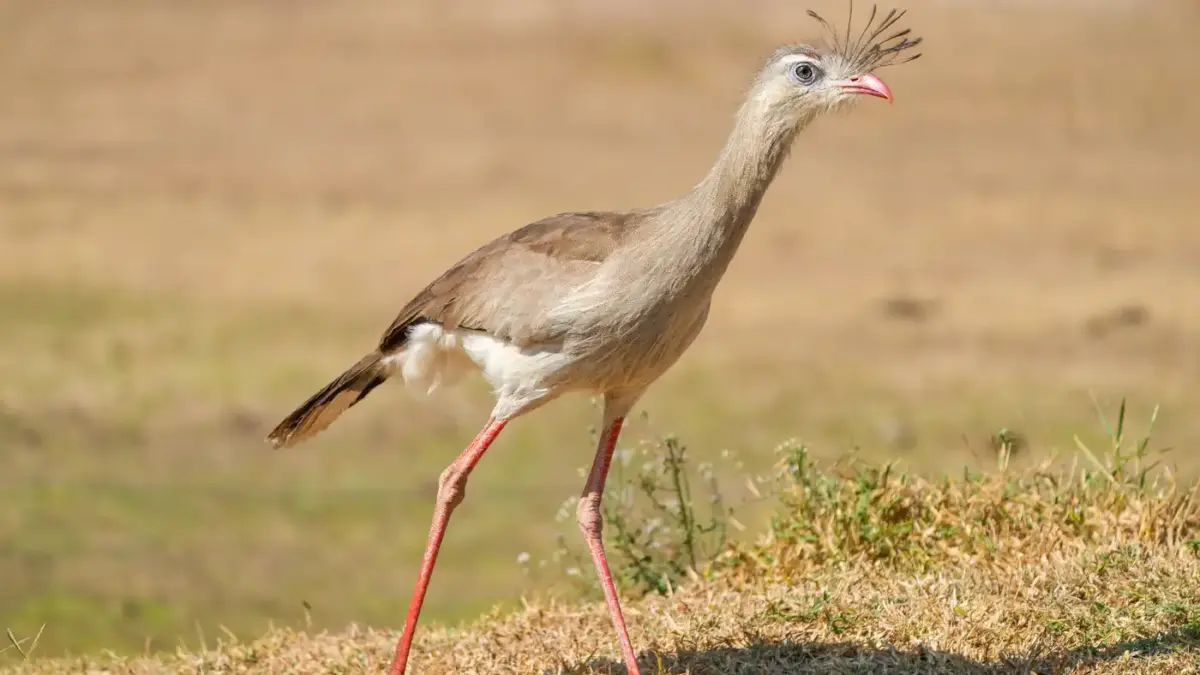Red-legged seriema standing in grass at Encontro das Águas State Park, Brazil.