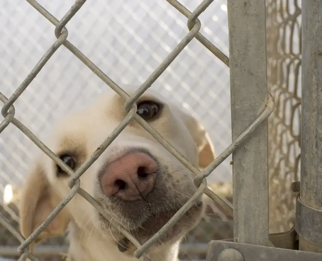 A dog inside an animal shelter enclosure.