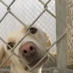 A dog inside an animal shelter enclosure.