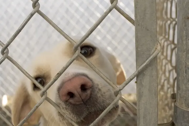 A dog inside an animal shelter enclosure.