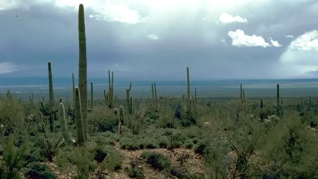 Saguaro cactus in the Sonoran Desert