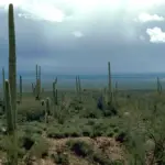 Saguaro cactus in the Sonoran Desert