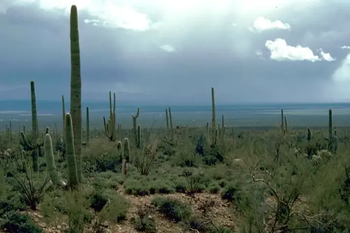 Saguaro cactus in the Sonoran Desert