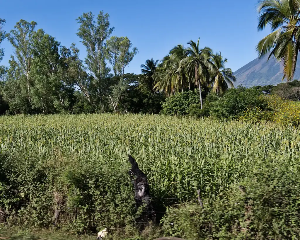 Sorghum plants growing in a field in El Salvador